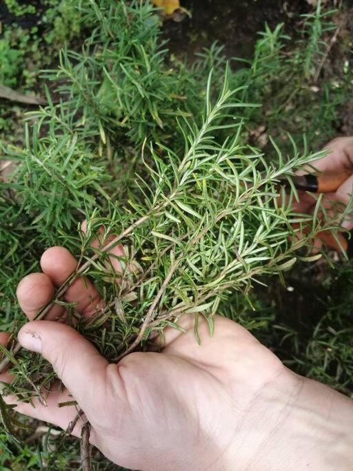 Granja Los Campesinos الجبل الأخضر المظهر الخارجي الصورة
