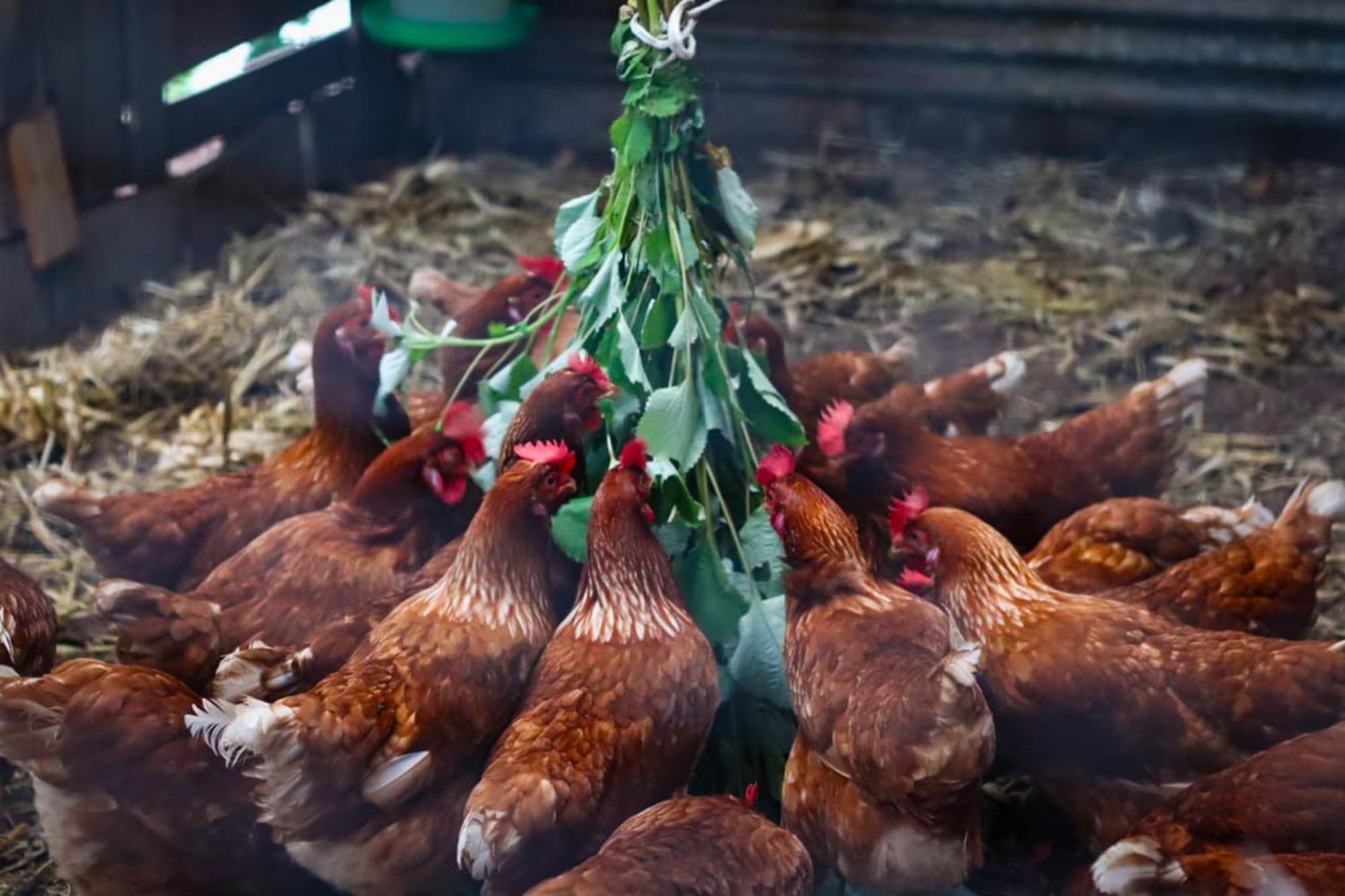 Granja Los Campesinos الجبل الأخضر المظهر الخارجي الصورة