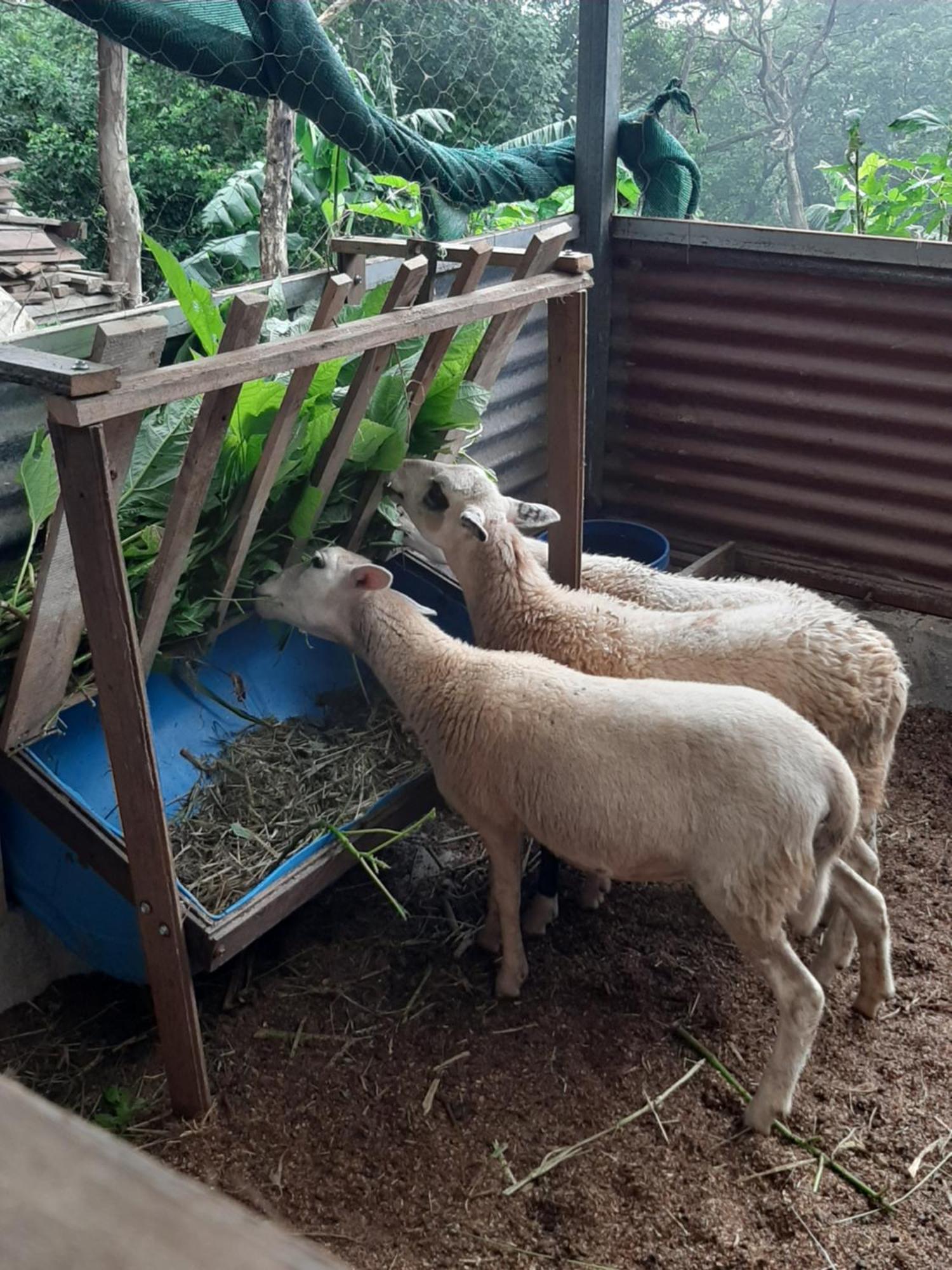 Granja Los Campesinos الجبل الأخضر المظهر الخارجي الصورة